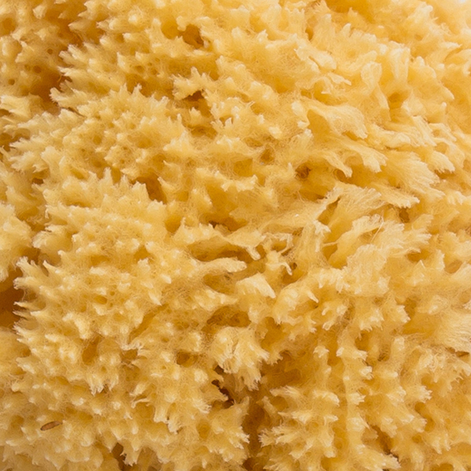 Esponja de Baño Natural Grande